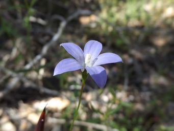341_wahlenbergia_dscf9244c.jpg
