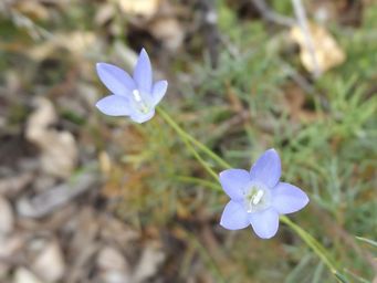 341_wahlenbergia_dscf9623c.jpg