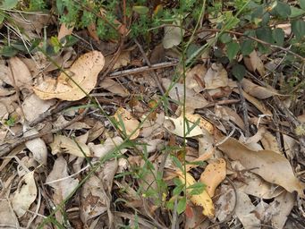 341_wahlenbergia_foliage_dscf9607c.jpg