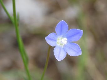 341_wahlenbergia_img_2597c.jpg