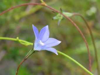 341_wahlenbergia_img_2602c.jpg