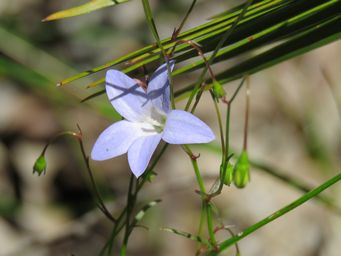 341_wahlenbergia_img_4203.jpg
