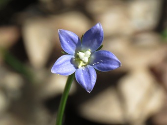 341_wahlenbergia_img_8038ca.jpg