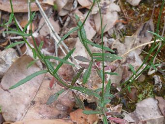 341_wahlenbergia_multicaulis_foliage_img_2255.jpg