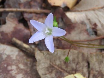 341_wahlenbergia_multicaulis_img_2251c.jpg