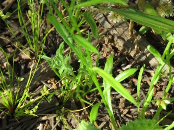 341_wahlenbergia_tumidifructa_foliage_img_1499ca.jpg