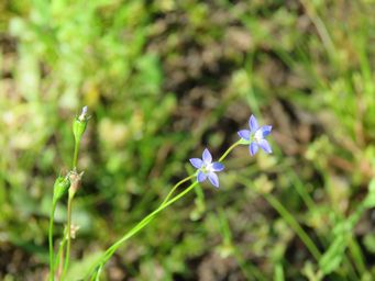 341_wahlenbergia_tumidifructa_img_1498.jpg