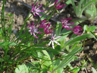 341_wurmbea_tenella_img_9642.jpg