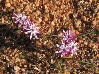 341_wurmbea_tenella_newman_rocks_img_2221c.jpg