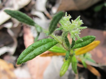 341_xanthosia_ciliata_img_4375c.jpg