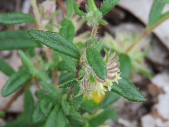 341_xanthosia_ciliata_img_5002c.jpg