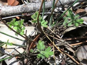 341_xanthosia_foliage_img_0206c.jpg