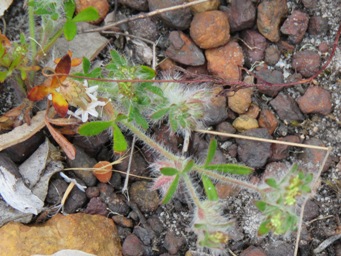 341_xanthosia_huegelii_img_1989c.jpg