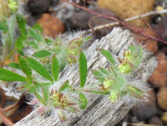 341_xanthosia_huegelii_img_1991c.jpg