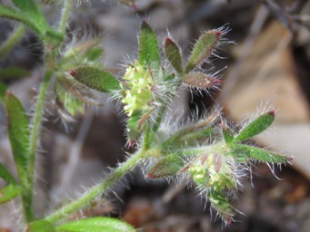 341_xanthosia_huegelii_img_2454cc.jpg