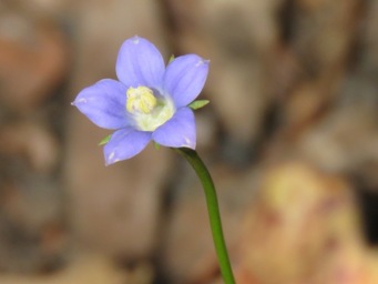 341xwahlenbergia_img_5908c.jpg