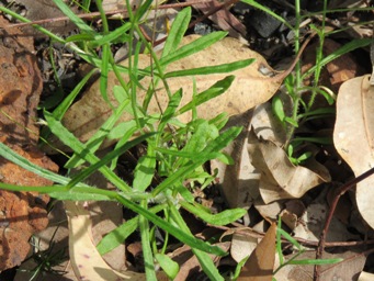 341xwahlenbergia_img_5909c.jpg