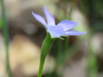 341xwahlenbergia_img_6588cc.jpg