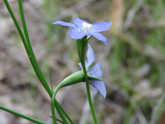 341xwahlenbergia_img_6648cc.jpg
