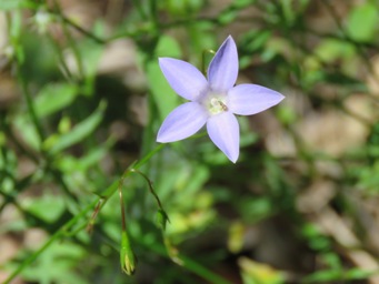 341xwahlenbergia_img_8488c.jpg