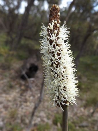 455_xanthorrhoea_gracilis_dscf1330.jpg