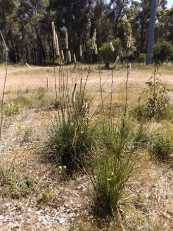455_xanthorrhoea_gracilis_dscf9339f.jpg
