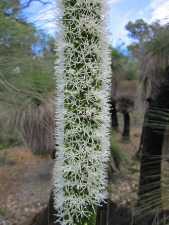 455_xanthorrhoea_preissi_flower_img_3591.jpg