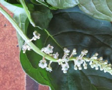 asmtcwildflowersutoz016001.jpg