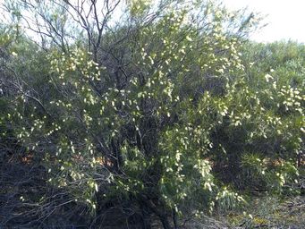 tn__xylomelum_angustifolium_woodypear1.jpg