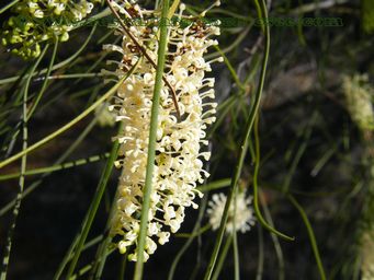 tn__xylomelum_angustifolium_woodypear2.jpg