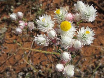 tn_waitzia_suaveolens_ajimg_3303.jpg