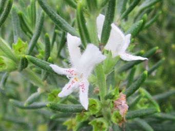 tn_westringia_dampieri.jpg