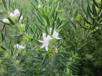 tn_white5petalsalbany.jpg