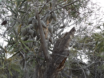 tn_woodypearsdscf0575.jpg