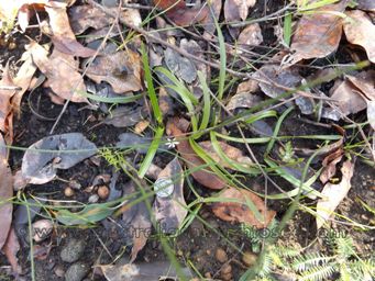 tn_wurmbea_sinora__size_dscf9012.jpg