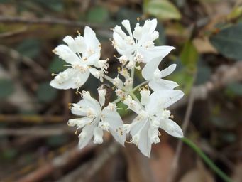 tn_xanthisia_rotundifolia_.jpg