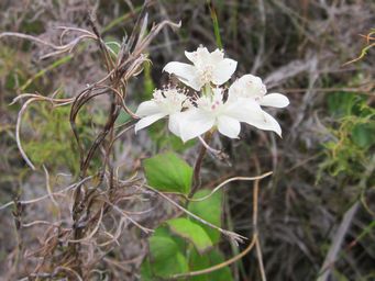 tn_xanthisia_rotundifolia_albany.jpg