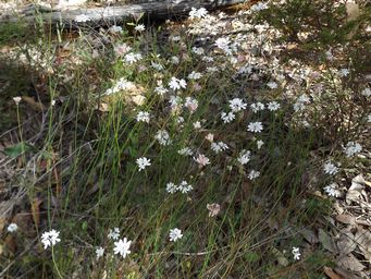 tn_xanthisia_rotundifolia_dscf2038.jpg